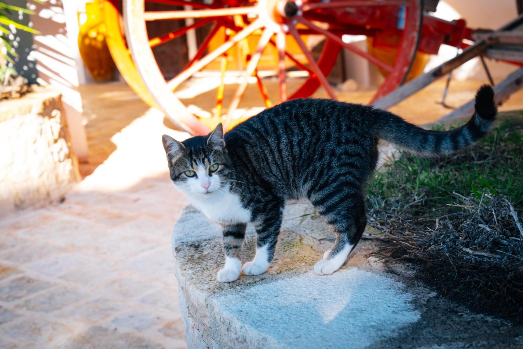 Masseria Pilano Crispiano ภายนอก รูปภาพ