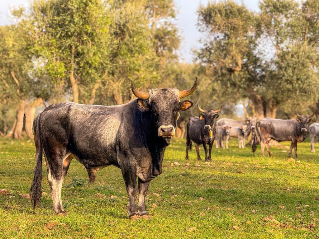 Masseria Pilano Crispiano ภายนอก รูปภาพ