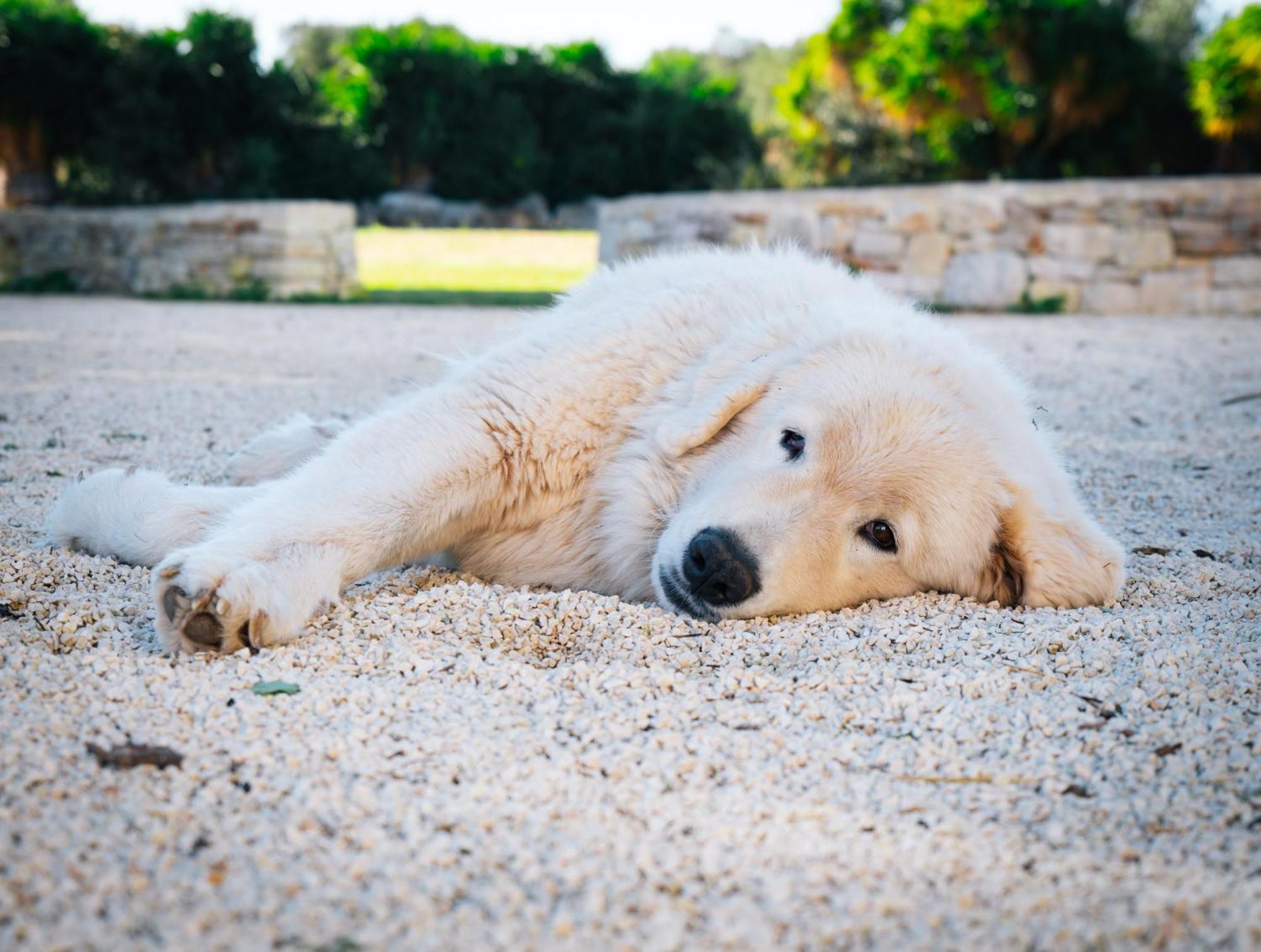 Masseria Pilano Crispiano ภายนอก รูปภาพ